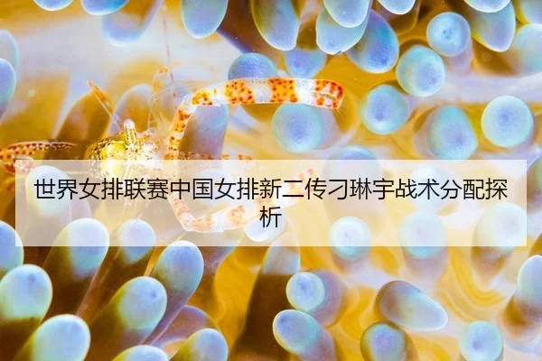 世界女排联赛中国女排新二传刁琳宇战术分配探析